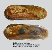 Zelithophaga truncata